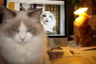 Illustration de l'article : 14 photos de chats révélant le pouvoir comique de nos félins