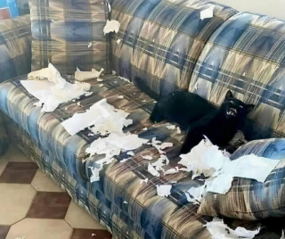 Illustration de l'article : 14 photos de chats révélant le pouvoir comique de nos félins