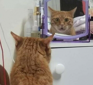 Illustration de l'article : 14 photos de chats révélant le pouvoir comique de nos félins