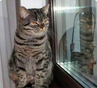 Illustration de l'article : 14 photos de chats révélant le pouvoir comique de nos félins