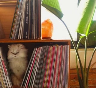 Illustration de l'article : 14 photos de chats révélant le pouvoir comique de nos félins