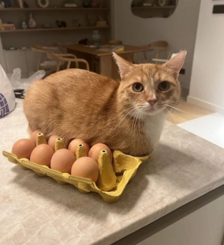 Illustration de l'article : 14 photos de chats révélant le pouvoir comique de nos félins