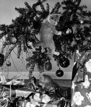 Illustration de l'article : 14 photos de chats révélant le pouvoir comique de nos félins
