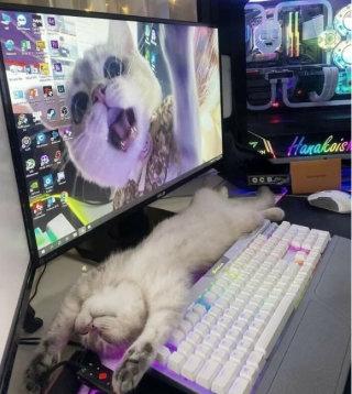 Illustration de l'article : 14 photos de chats révélant le pouvoir comique de nos félins
