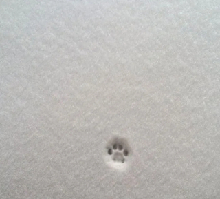 Illustration de l'article : 10 photos qui prouvent que les chats aiment laisser leur trace partout où ils passent