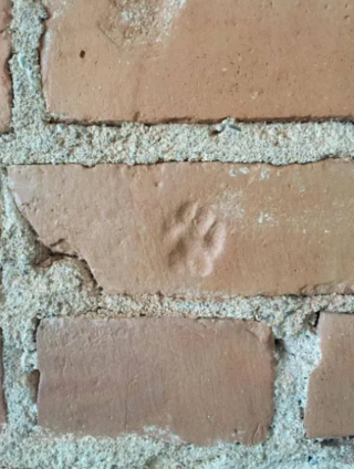 Illustration de l'article : 10 photos qui prouvent que les chats aiment laisser leur trace partout où ils passent