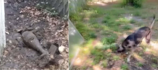 Illustration de l'article : La découverte d'un chien dans le jardin de ses maîtres pousse la police à évacuer le quartier en urgence et en fait un héros