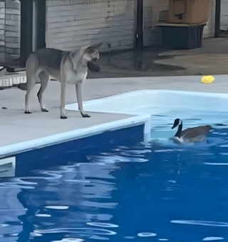 Illustration de l'article : Une oie s'invite dans une piscine privée et ce Berger Allemand lui réserve un accueil sur lequel personne n'aurait parié