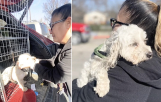 Illustration de l'article : L'alerte lancée par un automobiliste pour 2 chiens errant près d'un aéroport déclenche d'intenses recherches et un grand moment d'émotion