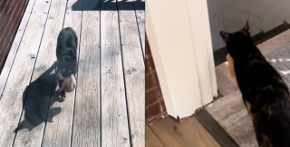 Illustration de l'article : Touchée par la générosité de ses hôtes, une chatte errante décide de les remercier par un geste poignant et inestimable (vidéo)
