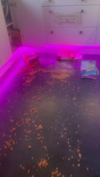 Illustration de l'article : La curiosité de cette petite chienne gourmande lui vaut une séance de toilettage de 3 heures qui la rend méconnaissable (vidéo)