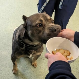 Illustration de l'article : Un chien de refuge desservi par son apparence dans sa quête d'une famille aimante devient le héros d'un petit congénère en détresse