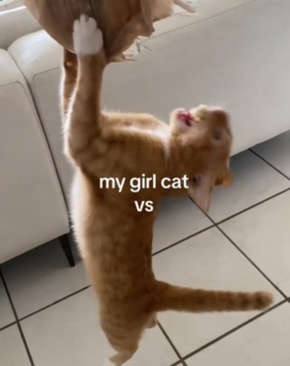 Illustration de l'article : 2 chats aux caractères diamétralement opposés étonnent par leur complicité dans cette vidéo attendrissante