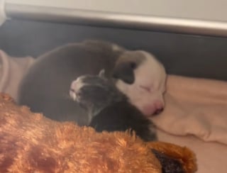 Illustration de l'article : Rejetés par leurs mères respectives, un chaton et un chiot nouveau-nés trouvent du réconfort dans leur merveilleuse amitié (vidéo)