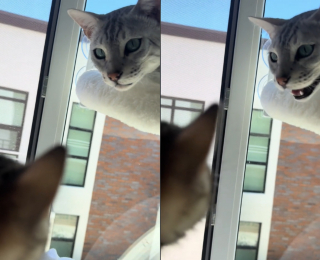 Illustration de l'article : Les présentations entre une chatte et un chaton très bavards augurent d'une longue et belle amitié (vidéo)