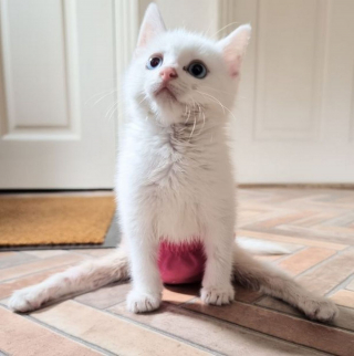 Illustration de l'article : Gravement blessé lorsqu’il était chaton, cet adorable chat handicapé apprend à profiter de la vie au sein d’un sanctuaire unique en son genre
