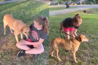 Illustration de l'article : Les larmes de joie d'une bénévole découvrant le jour de son anniversaire une surprise au sujet d'un chien qui attendait une famille depuis 1200 jours