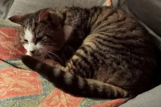 Illustration de l'article : L'appel invraisemblable d'un vétérinaire à la propriétaire d'un chat dont elle n'avait plus de nouvelles depuis 12 ans