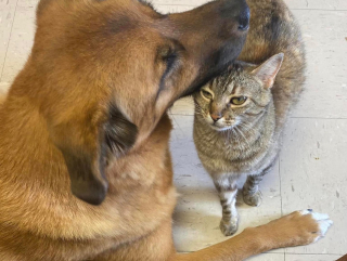 Illustration de l'article : Cette chatte a une mission d'une extrême importance auprès des chiens du refuge où elle vit et prend son travail très à coeur