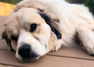 Illustration de l'article : Un message hilarant des voisins révèle à la propriétaire d’une chienne curieuse sa vie secrète d’espionne