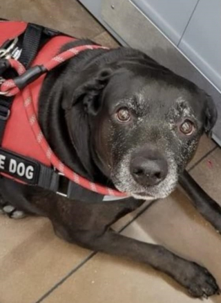 Illustration de l'article : Un bon samaritain découvre un Labrador et fait le lien avec une affaire de véhicule volé par une adolescente quelques heures plus tôt