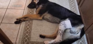 Illustration de l'article : Un chien survivant d'une fusillade échappe pendant 12 jours à ses sauveurs qui parlent de "miracle"