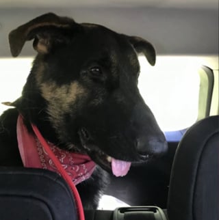 Illustration de l'article : Un chien survivant d'une fusillade échappe pendant 12 jours à ses sauveurs qui parlent de "miracle"
