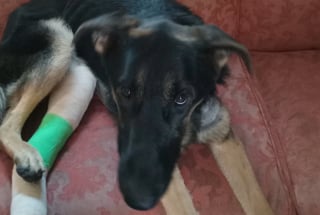 Illustration de l'article : Un chien survivant d'une fusillade échappe pendant 12 jours à ses sauveurs qui parlent de "miracle"