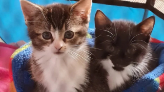 Illustration de l'article : Interpellés par un bruit suspect lors de leur mariage, ils apprennent plus tard que c'était un chaton pris au piège et ont tout de suite la même idée