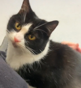 Illustration de l'article : Des mois après son sauvetage et alors que ses chatons ont été adoptés, cette chatte affectueuse mais "trop timide" attendait toujours sa chance (vidéo)