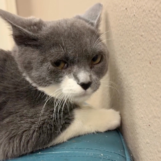 Illustration de l'article : Jugé trop sauvage pour vivre en refuge, ce chat allait être libéré à l’extérieur quand une famille aimante lui a donné une chance de se métamorphoser (vidéo)