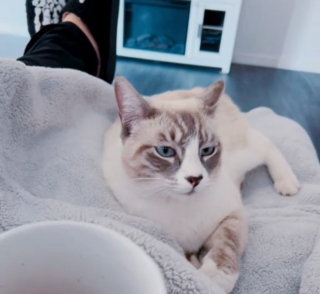 Illustration de l'article : Son inquiétude laisse place à l'émerveillement lorsqu'elle découvre pourquoi son chat d'intérieur tenait désormais à sortir quotidiennement (vidéo)