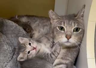 Illustration de l'article : Une sauveteuse de chat fait une découverte inattendue dans le rayonnage d’un supermarché local (vidéo)