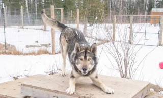 Illustration de l'article : Un chien de traîneau disparaît dans la nature pendant 5 jours et ne reconnaît plus sa maîtresse qui a toutefois une brillante idée pour l'attirer