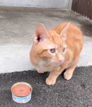 Illustration de l'article : Des bénévoles bouleversées par la découverte d'un chaton abandonné avec son arbre à chat et toutes ses affaires passent immédiatement à l'action (vidéo)