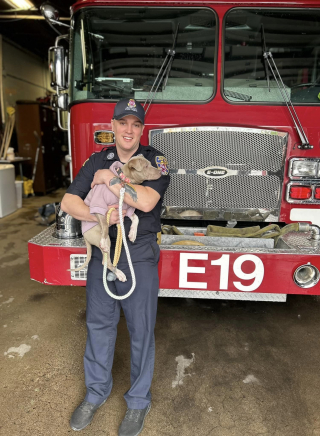 Illustration de l'article : Une chienne blessée amenée à la caserne des pompiers s'attache à l'un d'eux qui prend une décision poignante
