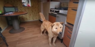 Illustration de l'article : Le propriétaire d'un chien disparu à des dizaines de kilomètres de son domicile n'en croit pas ses oreilles en entendant un aboiement familier 41 jours plus tard