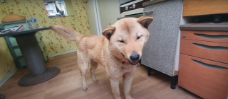 Illustration de l'article : Le propriétaire d'un chien disparu à des dizaines de kilomètres de son domicile n'en croit pas ses oreilles en entendant un aboiement familier 41 jours plus tard