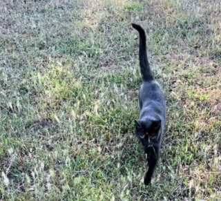 Illustration de l'article : Cette chatte veille sur les animaux de la ferme avec une assurance et une détermination dignes d'un chien de berger (vidéo)