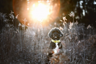 Illustration de l'article : 18 photos de chats et de chiens, sublimés par l’œil d’un photographe