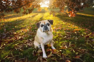 Illustration de l'article : 18 photos de chats et de chiens, sublimés par l’œil d’un photographe
