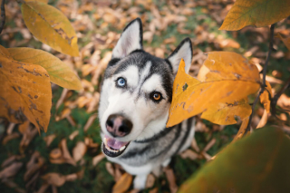 Illustration de l'article : 18 photos de chats et de chiens, sublimés par l’œil d’un photographe