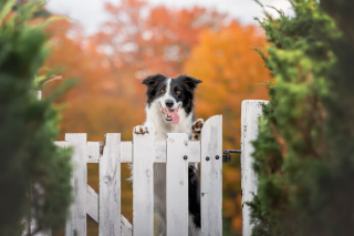 Illustration de l'article : 18 photos de chats et de chiens, sublimés par l’œil d’un photographe