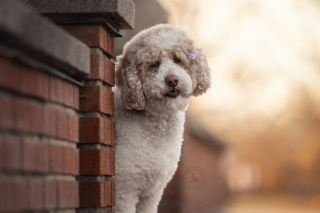 Illustration de l'article : 18 photos de chats et de chiens, sublimés par l’œil d’un photographe