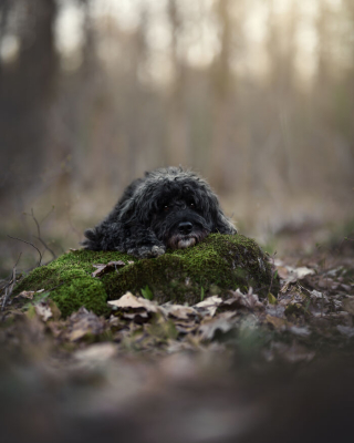 Illustration de l'article : 18 photos de chats et de chiens, sublimés par l’œil d’un photographe