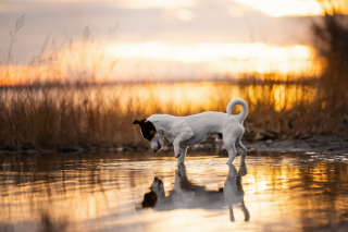 Illustration de l'article : 18 photos de chats et de chiens, sublimés par l’œil d’un photographe