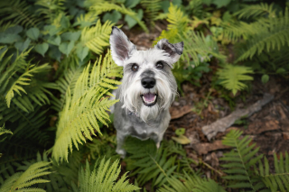 Illustration de l'article : 18 photos de chats et de chiens, sublimés par l’œil d’un photographe