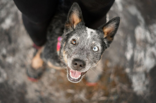Illustration de l'article : 18 photos de chats et de chiens, sublimés par l’œil d’un photographe