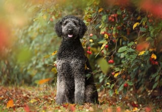 Illustration de l'article : 18 photos de chats et de chiens, sublimés par l’œil d’un photographe
