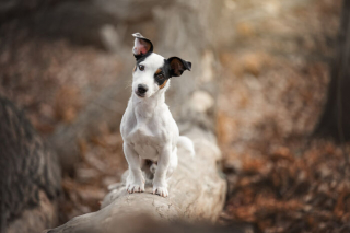 Illustration de l'article : 18 photos de chats et de chiens, sublimés par l’œil d’un photographe